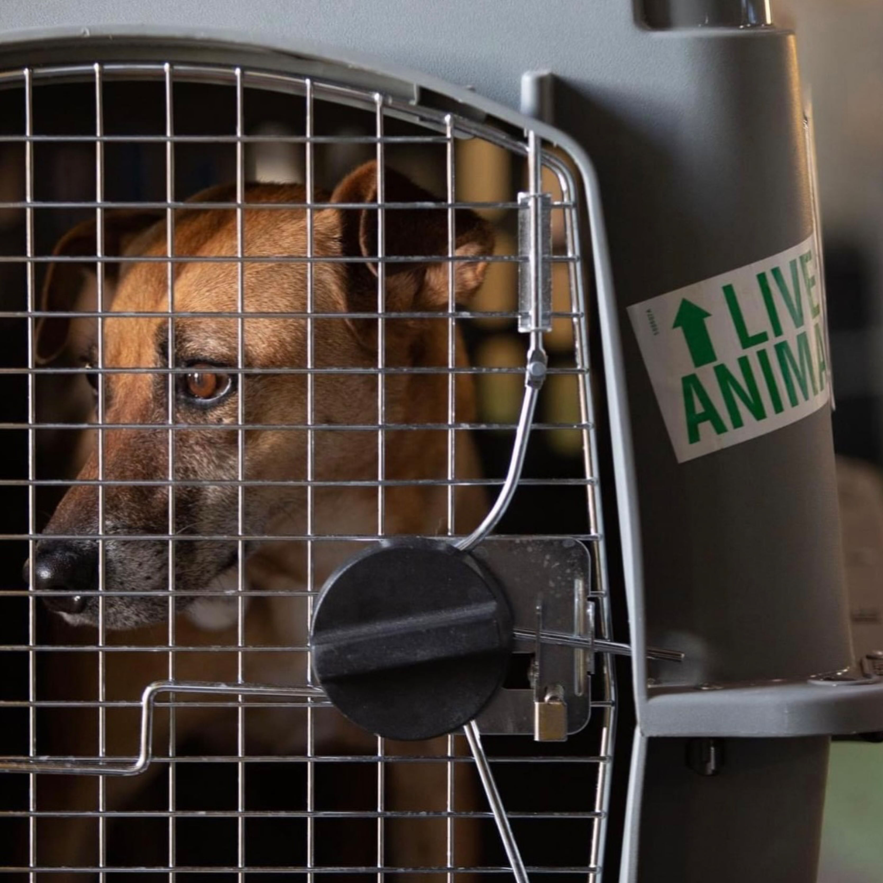 Sponsor a dog's flight! item