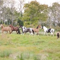 Everlasting Hope Equine Haven and Educational Foundation