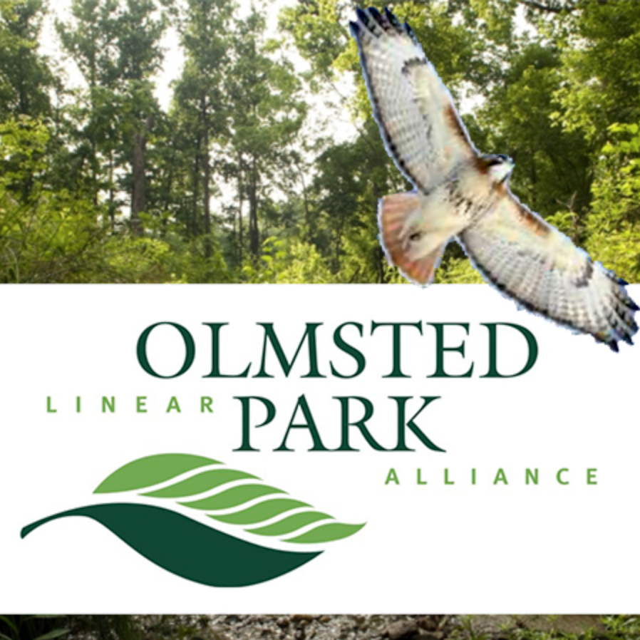 Deepdene Park Guided Bird Walk - 10am Sat, 4/29/2023 item