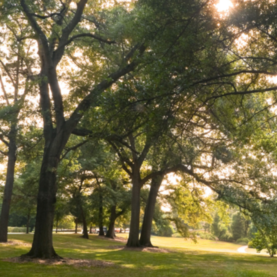 Tour of Trees with Erica Glasener - 1pm, Sat April 29 item