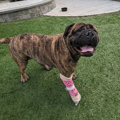 American Bullmastiff Association Rescue Service