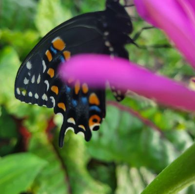 Wilson County Beautification Association