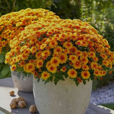 10" 2-Gallon Mum item