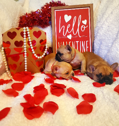 Frenchies by the dozen