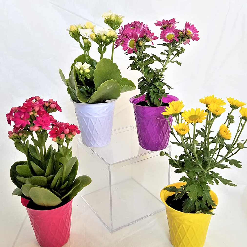 Assorted Potted Blooms item