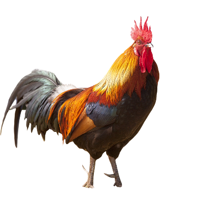 Petalumans for Accountability