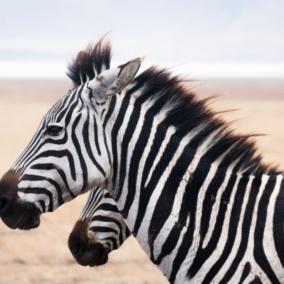 March 2024 Dental Expedition item