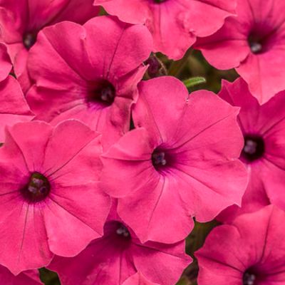 Hanging Basket - Fuchsia item