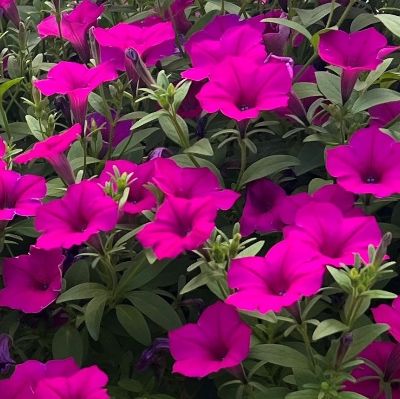 Annual Supertunia - Bubblegum item