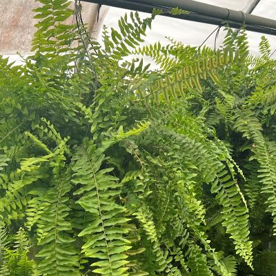 Boston Fern Hanging Basket item
