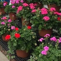 Patio Planter - Pink item