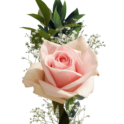 A single  Ballet Pink Rose & a Nutcracker themed cookie item