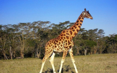 giraffe