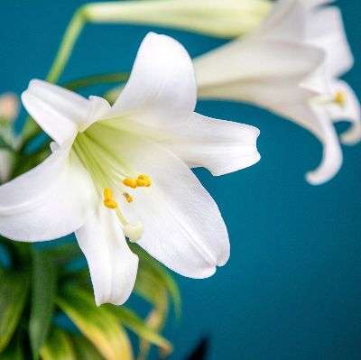 Easter Lily item