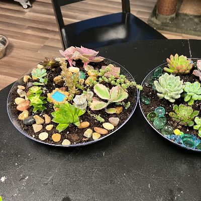 Large Succulent Planter item