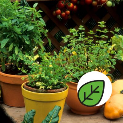 Un jardin sur mon balcon item