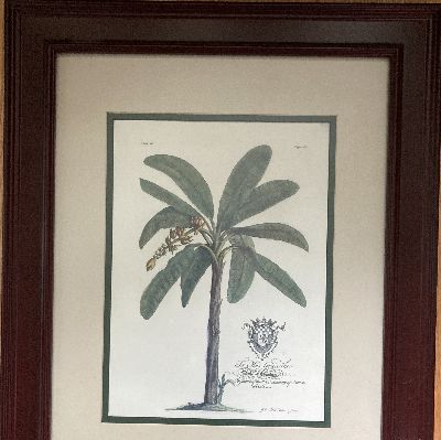 Framed Print of Palm Tree item