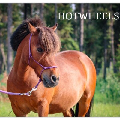 Postcard Magnets item