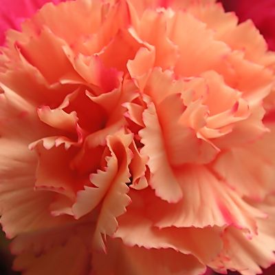 Carnation item
