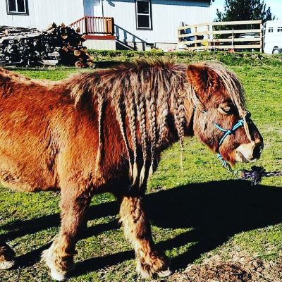 Sponsor 1 pony (4 Available) item