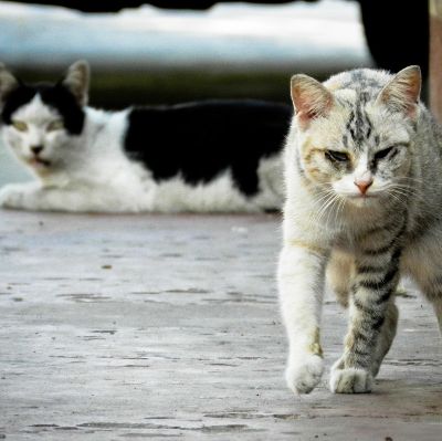 Feral Kitty Campground item