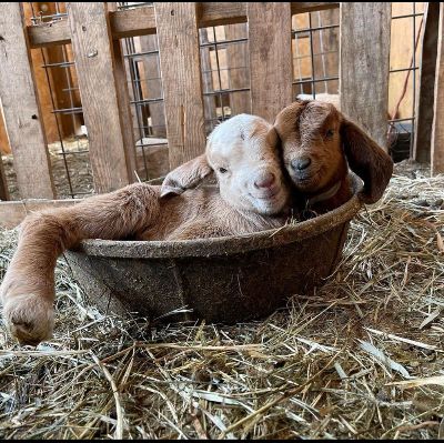 Utah Refugee Goats