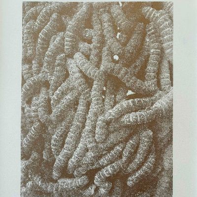 terrestrial creeper, 2023 item