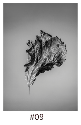 Hibiscus Dry Leaves (no 9), 2020 item