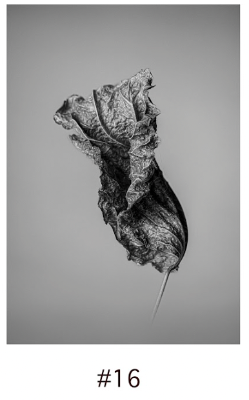 Hibiscus Dry Leaves (no 16), 2020 item