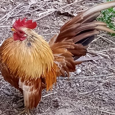 Therapy Chicken item