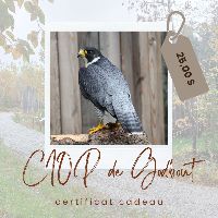 Certificat cadeau item