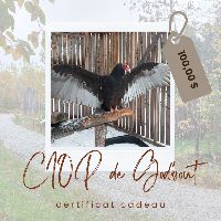 Certificat cadeau item
