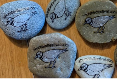 Grays Harbor Audubon Shorebird and Nature Festival